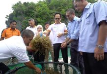 rumpai laut langkawi