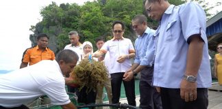 rumpai laut langkawi