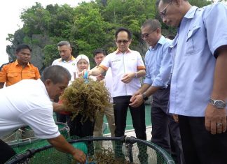 rumpai laut langkawi