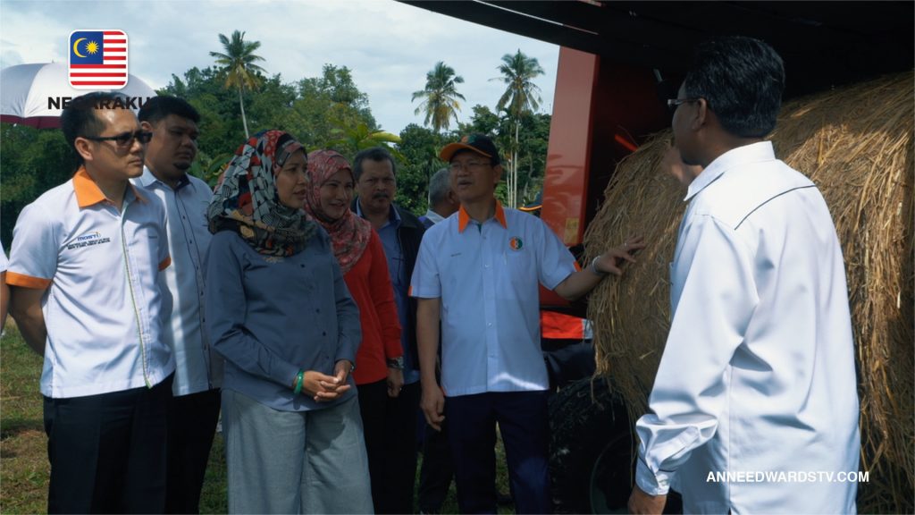 Rice straw Pendang, Kedah 